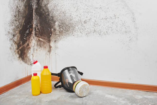 Best Emergency Mold Removal  in Rockville, CT