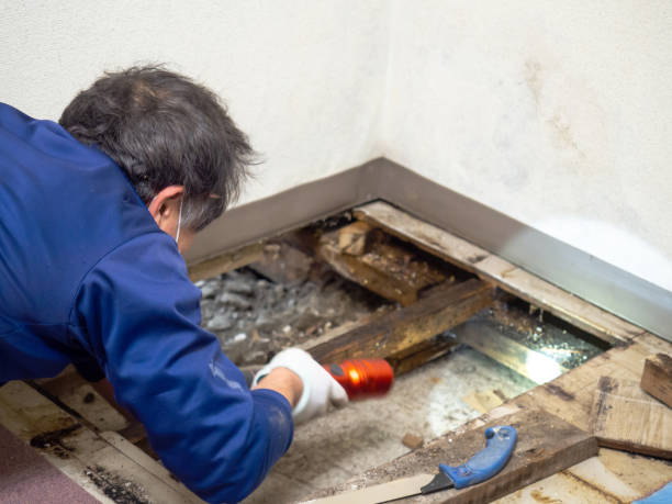 Best Mold Inspection  in Rockville, CT