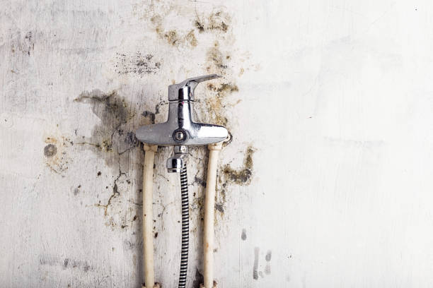 Best Fast Mold Removal  in Rockville, CT