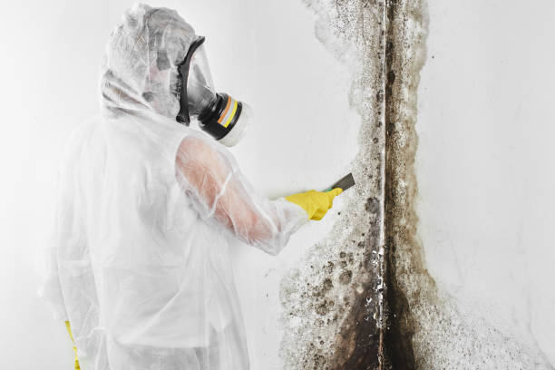 Best Attic Mold Removal  in Rockville, CT