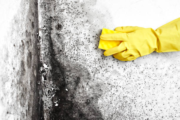 Best Mold Removal Near Me  in Rockville, CT