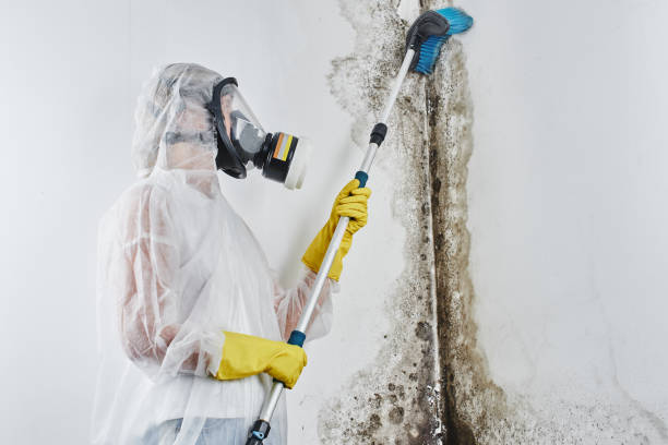 Best Best Mold Removal Companies  in Rockville, CT