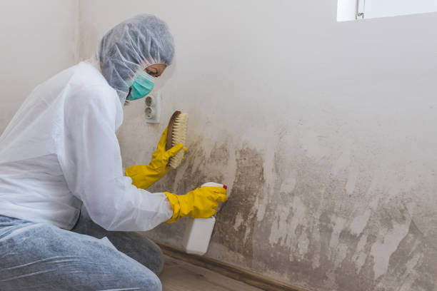 Best Mold Cleaning Services  in Rockville, CT