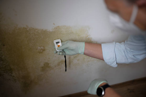 Professional Mold Removal in Rockville, CT