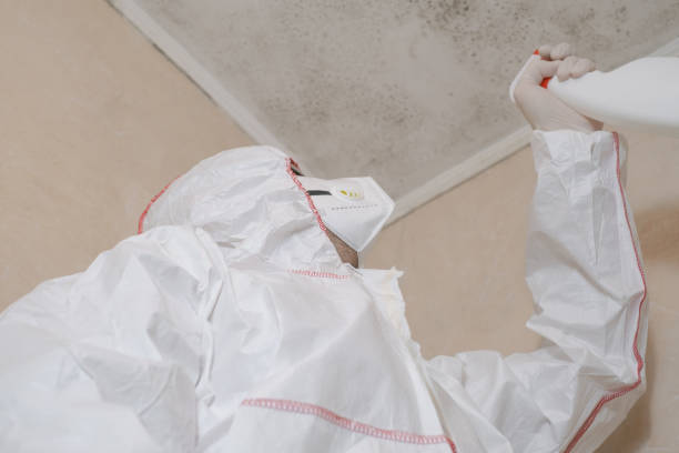 Best Fast Mold Removal  in Rockville, CT