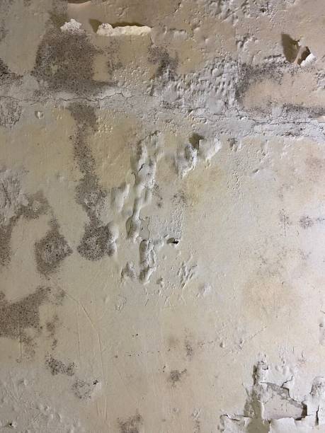 Best Toxic Mold Removal  in Rockville, CT