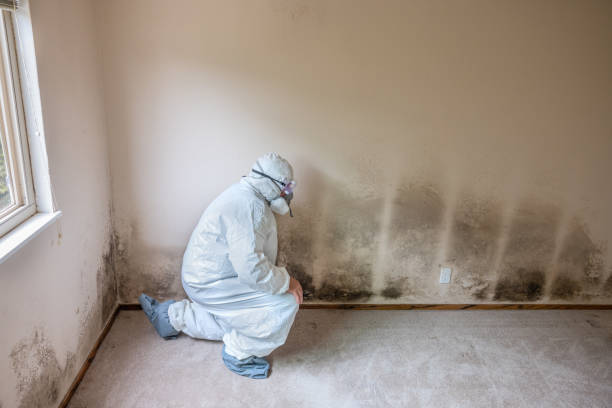 Best Commercial Mold Removal  in Rockville, CT