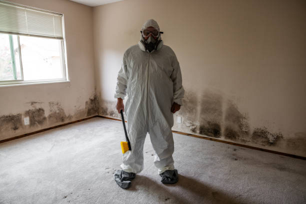 Best Local Mold Removal Service  in Rockville, CT