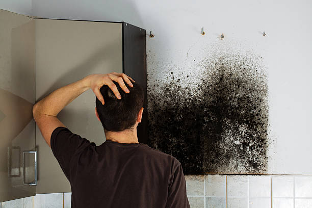 Best Same-Day Mold Removal  in Rockville, CT