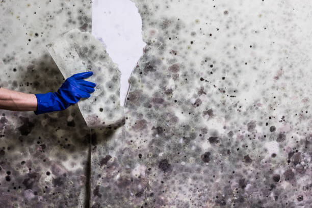 Best Office Mold Removal Services  in Rockville, CT
