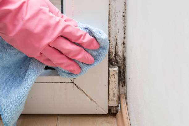 Best Certified Mold Removal  in Rockville, CT